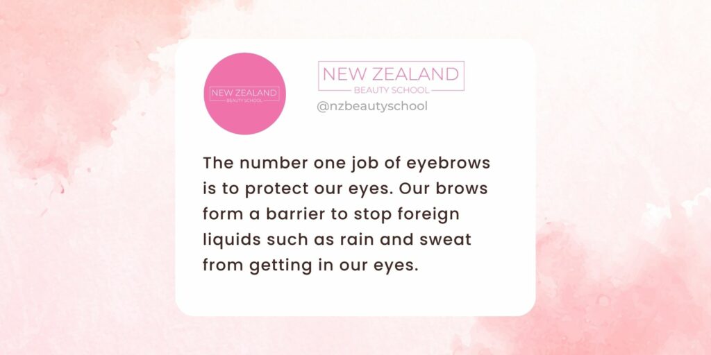 NZBS brows infographic banner 1