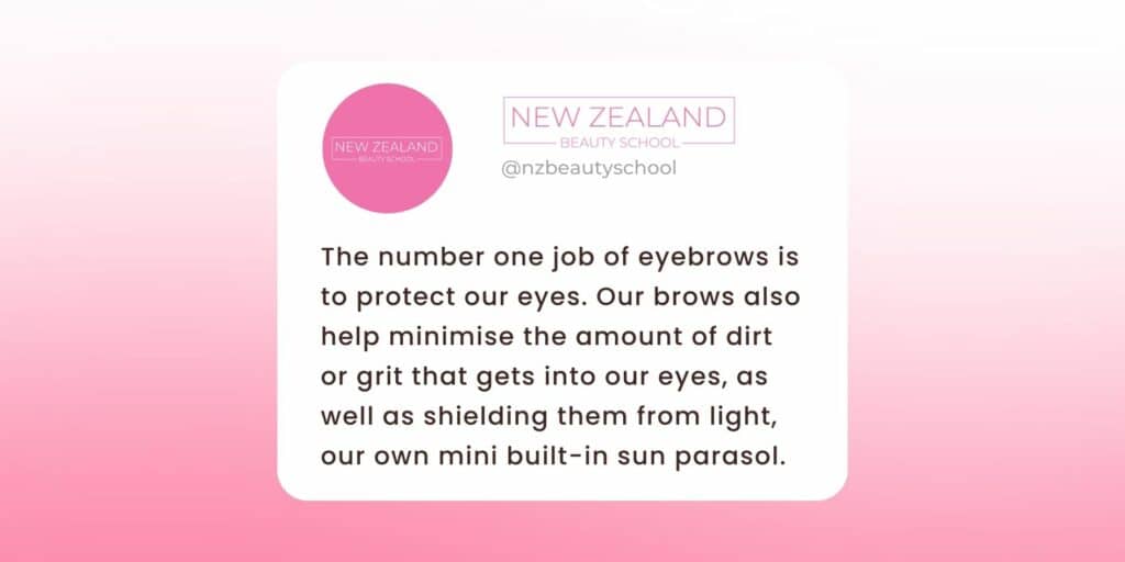 What are our eyebrows for infographic
